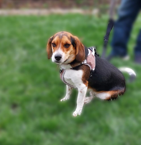 Pet'S Merit Dog Harness. Adjustable Soft Padded No-Pull Dog Vest. Luxury Reflective Dogs Harness In Brown Color And Size Small