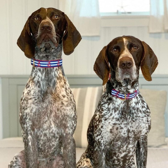Up Country Anchors Away Dog Collar, Medium (12 To 18 Inches) 1 Inch Wide Width