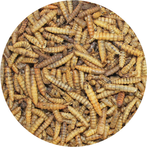 Exotic Nutrition Dried Black Soldier Fly Larvae (1.5 Oz.) - High-Calcium Insect Treat - Chickens, Wild Birds, Hedgehogs, Bluebirds, Reptiles, Sugar Gliders, Opossums, Skunks, Lizards, Fish Exotic Nutrition Dried Black Soldier Fly Larvae (1.5 Oz.) - High-Calcium Insect Treat - Chickens, Wild Birds, Hedgehogs, Bluebirds, Reptiles, Sugar Gliders, Opossums, Skunks, Lizards, Fish