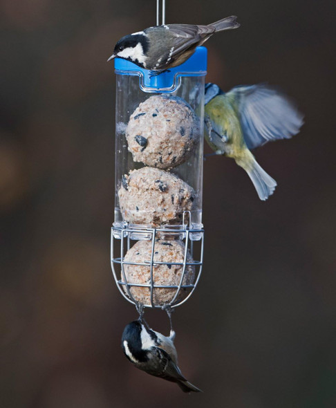 Fat Balls For Wild Birds - Jacobi Jayne® Chunky Dumplings™ Premium Suet Balls - Pack Of 18 X 100G - High Energy Fat Balls Wild Bird Food Feed To Attract Small Wild Birds Year Roundcd100-18 Fat Balls For Wild Birds - Jacobi Jayne® Chunky Dumplings™ Premium Suet Balls - Pack Of 18 X 100G - High Energy Fat Balls Wild Bird Food Feed To Attract Small Wild Birds Year Roundcd100-18