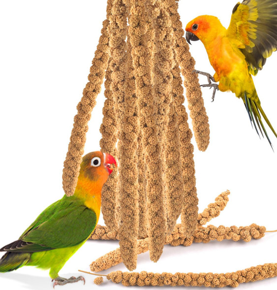 Katumo Spray Millet Treats, 7Oz / 200G Natural Sun-Dried Bird Treats Parakeet Treats For Conure Cockatiel Finch Pigeon Hamster Canary Treats Katumo Spray Millet Treats, 7Oz / 200G Natural Sun-Dried Bird Treats Parakeet Treats For Conure Cockatiel Finch Pigeon Hamster Canary Treats