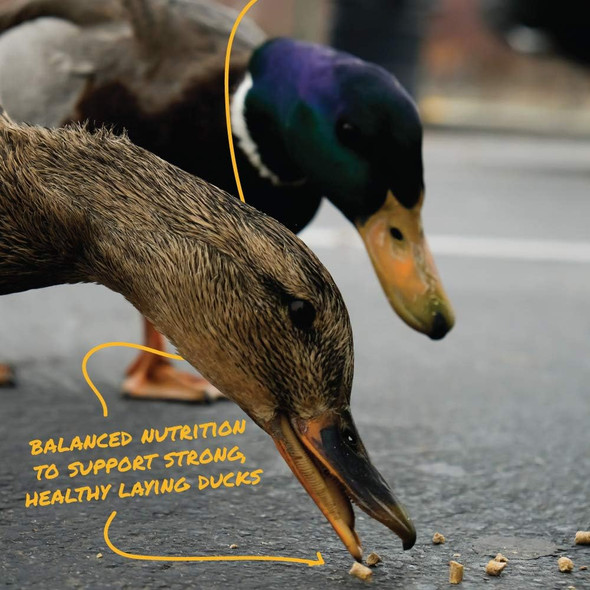 Manna Pro Duck Layer Pellet High Protein For Increased Egg Production Formulated With Probiotics To Support Healthy Digestion 8 Pounds Manna Pro Duck Layer Pellet High Protein For Increased Egg Production Formulated With Probiotics To Support Healthy Digestion 8 Pounds