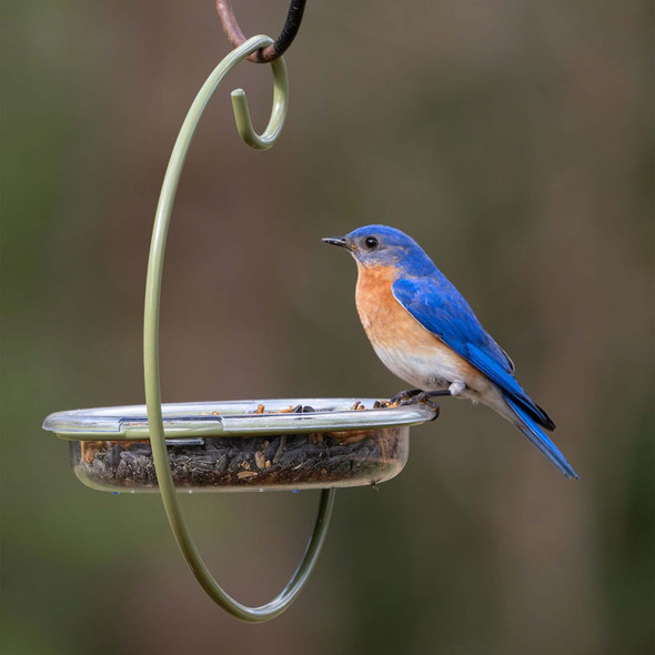 Mealworm And Robin Bird Feeder - Jacobi Jayne® Easy-Clean Hanging Treat Dish - Ideal For Bird Seed, Mealworms & Table Scraps - Hanging Bird Feeder For Wild Bird Food (Hanging Treat Dish)Ilr-Htd
