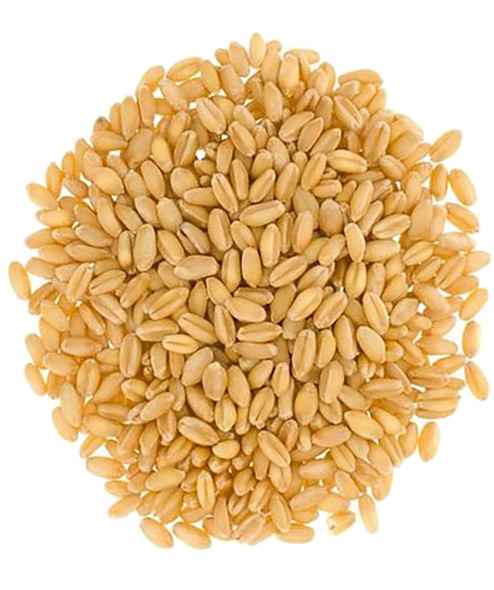 Hard White Wheat Berries 3 Lbs Cotton Drawstring Bag Non-Gmo Project Verified Kosher Family Farmed