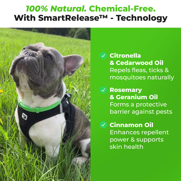 Furlife Flea And Tick Collar For Dogs Ãƒ¢Ã‚Š¬Ã‚‚¬Å’ Waterproof Red Dog Collar Pet Supplies For Tick And Flea Prevention For Dogs Safe For All Breeds