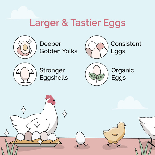 Mile Four Mile Four Organic Chicken Feed Ãƒ¢Ã‚Š¬Ã‚‚¬Å’ Layer Whole Grain Non-Gmo Usa Grown 16% Protein Corn- Soy- Non-Medicated Feed For Chickens 2 Lb Sample