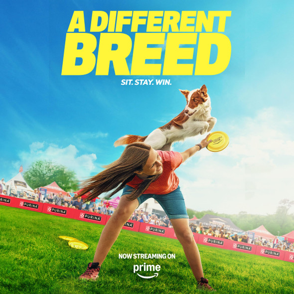 Purina Pro Plan Sensitive Skin And Stomach Dry Dog Food Senior Adult 7 Plus Salmon And Rice Formula - 16 Lb. Bag