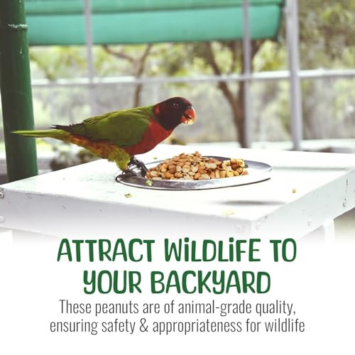 Sneaky Mango Premium Quality Raw Out Of Shell Peanuts - 1 Pound - Shelled Peanuts For Birds Ãƒ¢Ã‚Š¬Ã‚‚¬Å’ Wildlife Quality - Food For Squirrels Deer Birds And Other Wildlife Animals Ãƒ¢Ã‚Š¬Ã‚‚¬Å’ Grown In The Usa