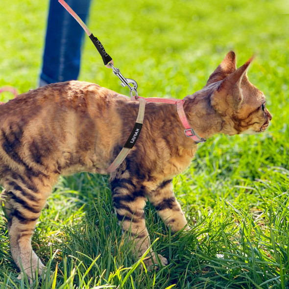 Giantree Cat Harness With Leash And Collar Set Adjustable H-Shaped Kitten Harness Escape Proof Harness Glow In The Dark For Kitty Outdoor Walking (Orange)