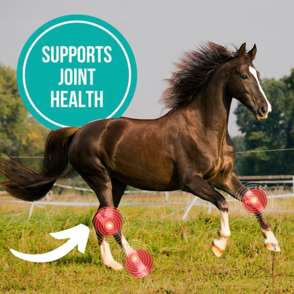 Sign Cam Line Camelina Oil For Horses 1 Gallon By Olimega Farm High In Omega-3 & Vitamin E Support For Healthy Joints Coat & Skin Pure & Cold Pressed Joint Supplement Made In Canada Non-Gmo