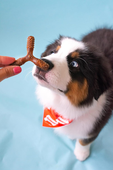 Nylabone Nutri Dent Dog Dental Chews - Natural Dog Teeth Cleaning & Breath Freshener - Dental Treats for Dogs - Filet Mignon Flavor, Small (1 Count) Nylabone Nutri Dent Dog Dental Chews - Natural Dog Teeth Cleaning & Breath Freshener - Dental Treats for Dogs - Filet Mignon Flavor, Small (1 Count)