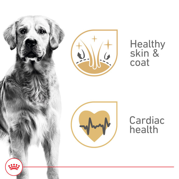 Royal Canin Breed Health Nutrition Golden Retriever Adult Loaf In Sauce Dog Food 13.5 Oz Pack Of 12