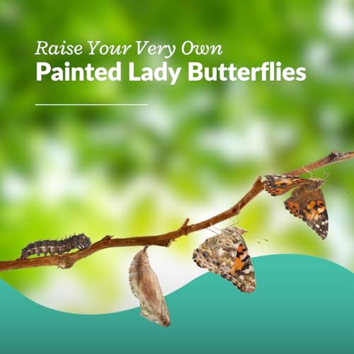 Clearwater Butterfly Company Live Painted Lady Butterflies