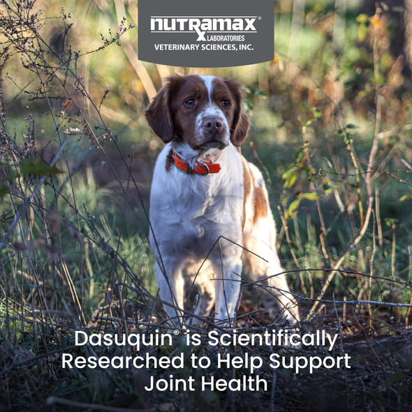 Nutramax Laboratories Dasuquin For Small To Medium Dogs Joint Health Supplement Contains Glucosamine For Dogs Plus Chondroitin Asu Msm And More Supports Healthy Joints Chewable Tablets 150 Count
