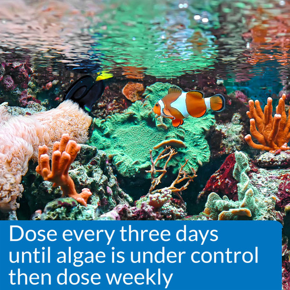 Api Marine Algaefix Algae Control 16Ounce Bottle