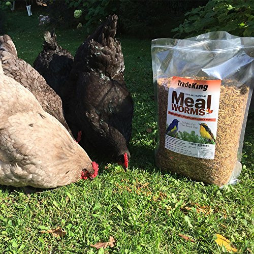 Tradeking 1 Lb Dried Mealworms High Protein Treat For Wild Birds Chicken Fish and Reptiles