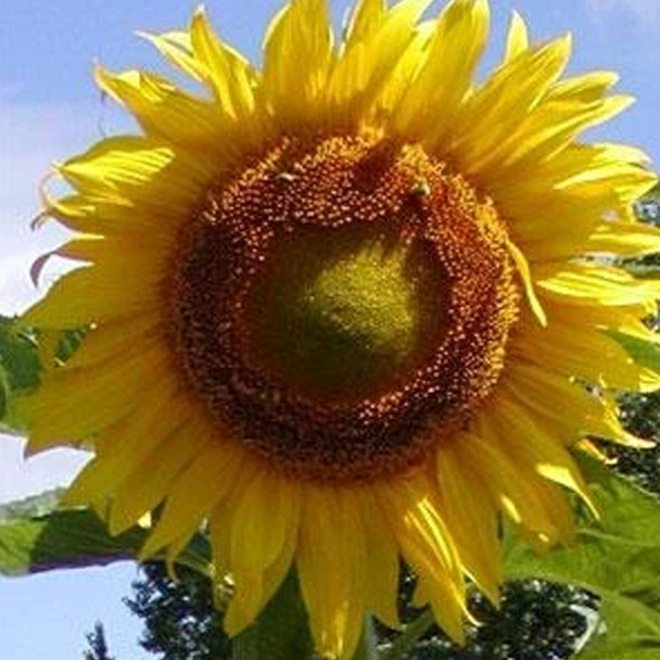 Mammoth Grey Stripe Sunflower ~6,000 Seeds - Non-GMO, Open Pollinated - Flower Gardening & Micro Greens Seeds - Sun Flower Mammoth Grey Stripe Sunflower ~6,000 Seeds - Non-GMO, Open Pollinated - Flower Gardening & Micro Greens Seeds - Sun Flower