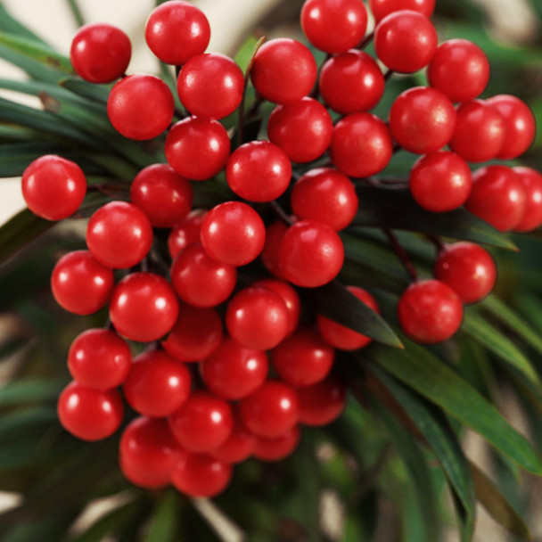 BBTO Artificial 200 Pack Holly Christmas Berries on 100 Wire Stems 8 mm Fake Berries for Christmas Tree Decorations Wreath Craft Wedding Party Favor (Red)