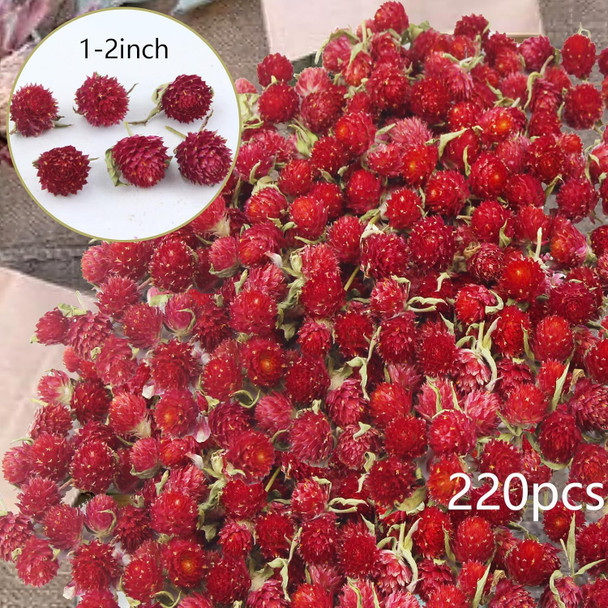220 Pcs Dried Flower Heads for Crafts Red Globe Amaranth Dried Flowers Heads Bulk Natural Dried Gomphrena Globosa Flower Dry Flower Arrangements for Wedding Decor Home Party Headband DIY