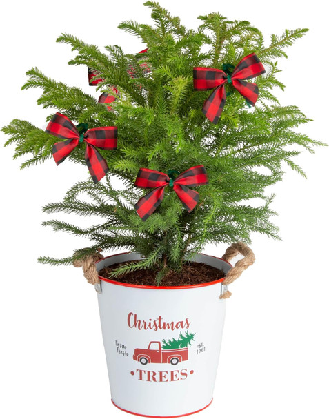 Costa Farms Live Christmas Tree, Norfolk Island Pine Medium Christmas Tree in Holiday Tin Plant Pot, Holiday Decoration Bows, Tabletop Holiday and Christmas Room Decor, 18-20 Inches Tall