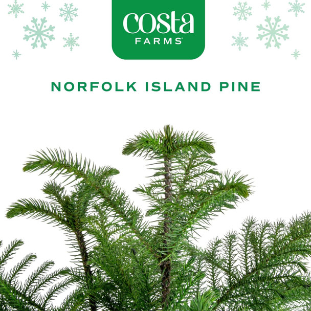 Costa Farms Live Christmas Tree, Norfolk Island Pine Medium Christmas Tree in Holiday Tin Plant Pot, Holiday Decoration Bows, Tabletop Holiday and Christmas Room Decor, 18-20 Inches Tall