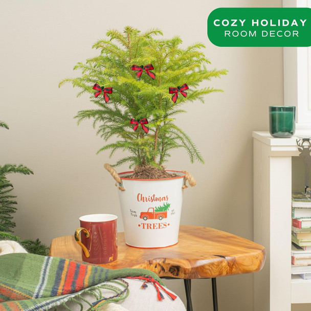 Costa Farms Live Christmas Tree, Norfolk Island Pine Medium Christmas Tree in Holiday Tin Plant Pot, Holiday Decoration Bows, Tabletop Holiday and Christmas Room Decor, 18-20 Inches Tall