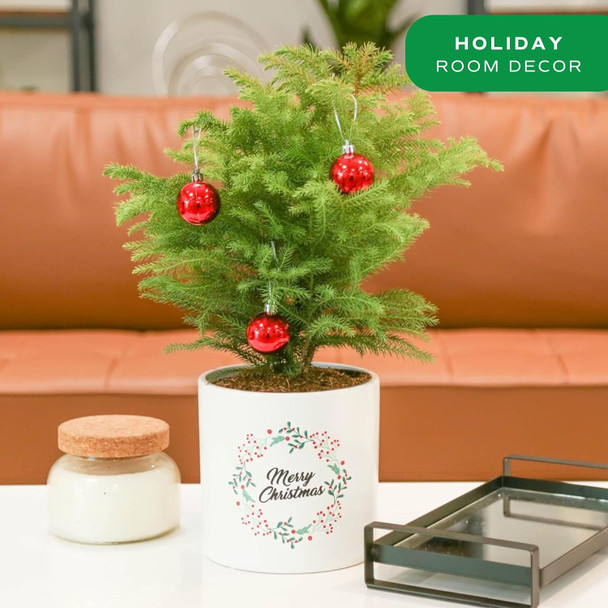 Costa Farms Live Christmas Tree, Medium Norfolk Island Pine in Merry Christmas Wreath Ceramic Plant Pot, Christmas Ornaments, Tabletop Christmas , Holiday, Christmas Room Decor, 18-20 Inches Tall