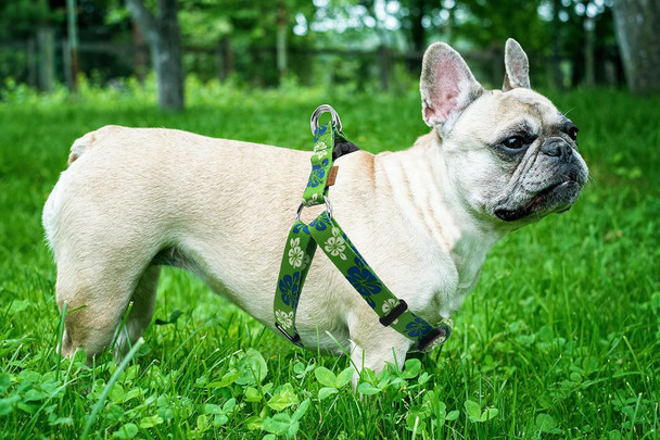 Dog Halter Harness And Leash Set, Cute Floral Patterns, Soft And Adjustable Harness, Step In, Anti-Choke — Perfect For Walking (Harness Leash Set (Green), M (Chest 17-28))