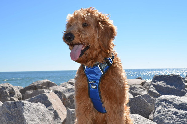 Black Rhino - The Comfort Dog Harness With Mesh Padded Vest For Small - Large Breeds Adjustable Reflective 2 Leash Attachments On Chest & Back - Neoprene Padded Training Handle (Medium, Blue/Gr)