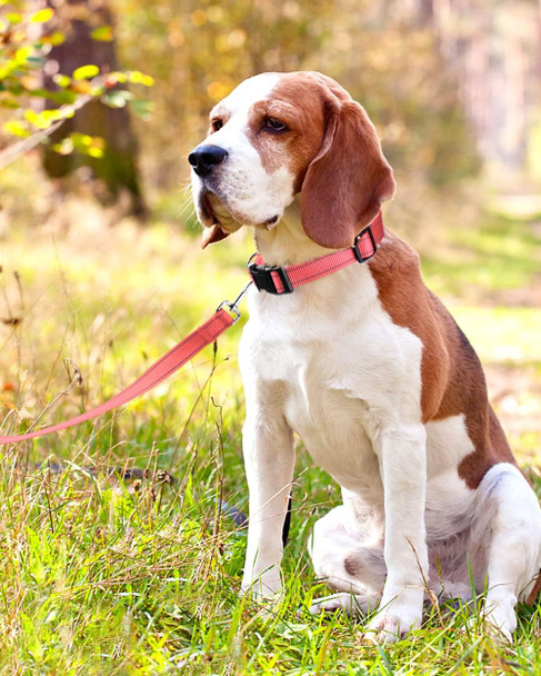 Funtags Reflective Dog Collar, Sturdy Nylon Collars For Medium Girl And Boy Dogs, Adjustable Dog Collar With Quick Release Buckle, Neon Pink