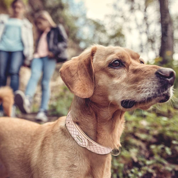 Basic Classic Luxury Padded Leather Dog Collar - Rust Proof Brass Strong Leather Collar Heavy Duty Alloy Hardware Best For Small, Medium, Large Dogs