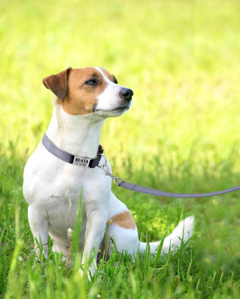 Joytale 12-16 Inches Dog Collar And 6Ft Leash, Reflective Soft Neoprene Padded Pet Collars And Leashes For Small Dog