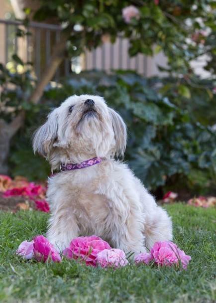 Lupinepet Originals 1/2 Rose Garden 8-12 Adjustable Collar For Small Dogs Lupinepet Originals 1/2 Rose Garden 8-12 Adjustable Collar For Small Dogs