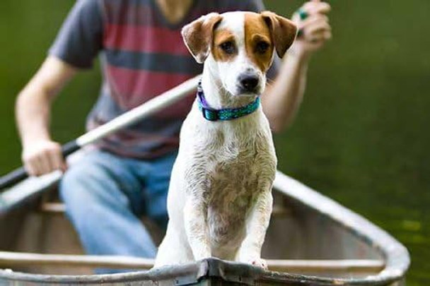 Lupine Small Dog Collar 3/4 Wide Rain Song Adjusts From 9 To 14 Lupine Small Dog Collar 3/4 Wide Rain Song Adjusts From 9 To 14