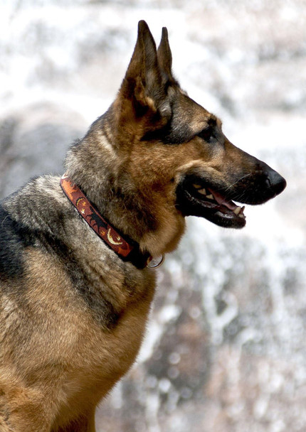 Lupinepet Originals 1 Shadow Hunter 16-28 Adjustable Collar For Large Dogs Lupinepet Originals 1 Shadow Hunter 16-28 Adjustable Collar For Large Dogs