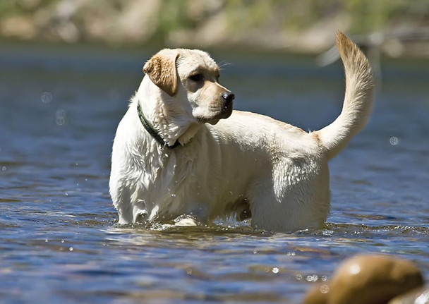 Lupinepet Originals 1 Brook Trout 16-28 Adjustable Collar For Large Dogs Lupinepet Originals 1 Brook Trout 16-28 Adjustable Collar For Large Dogs