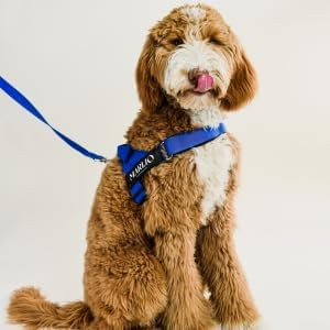 Marlio Adjustable Dog Harness - Stop Pulling, No Choke, Ensure Comfort, And Style With Easy-On, Unique Prints And Matching Leashes Available - Medium, Solid Royal Blue