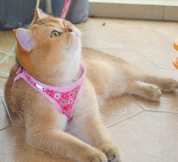 Moonpet Step In Air Dog Harness Leash Set- All Weather Reflective No-Pull Floral Pattern Padded Mesh Vest Harness For Cats Puppy Extra-Small Small Medium Large Dogs - Pink Flower - Xxs