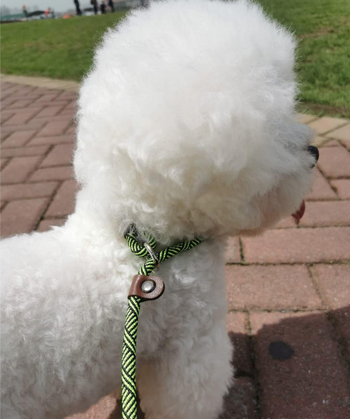 Slip Lead Dog Leash, 1/4 X 5Ft No Pull Slip-On Training Leash For Small And Medium Dogs (Green)