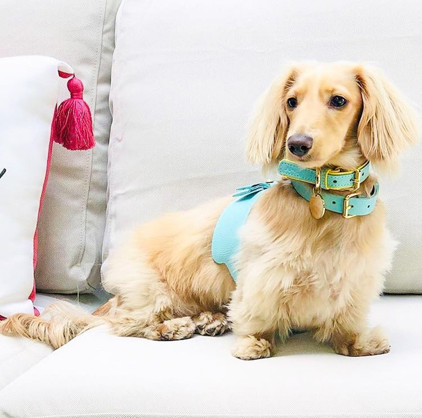 Genuine Leather Dog Collar With Buckle For Small, Medium, Large Dogs - Handmade, Adjustable & Soft Collar For Girl And Boy Puppies - Extra Small (7.1-9.5 Inch) - Light Blue