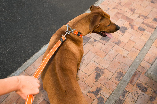 Reflective Dog Leash For Small Dogs, 3/8 Wide, 6' Long, Yellow Reflective Dog Leash For Small Dogs, 3/8 Wide, 6' Long, Yellow