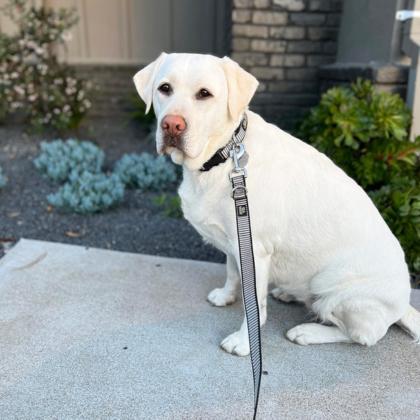 Leash For Small And Medium Dogs - Adjustable Multifunction European Style Leash- Silverblack- 3/4 X 5'