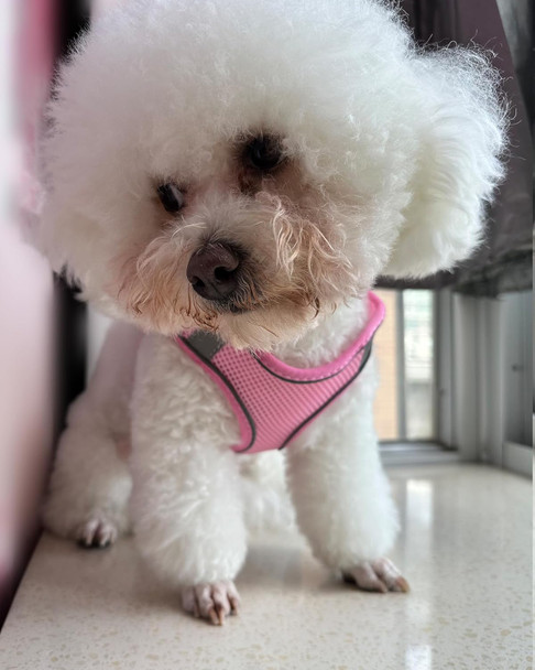 Dog Harness For Small Medium Large Dogs No Pull, Puppy Harness And Leash Set, Puppy Harness For Small Dogs, Step In Harness For Small Dogs, Small Dog Harness, Mesh Dog Harness. (Pink, Xs)