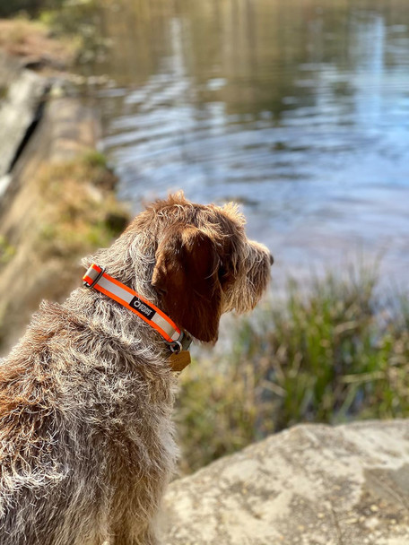 Go Dog Glo Dry Dog Collar, Orange