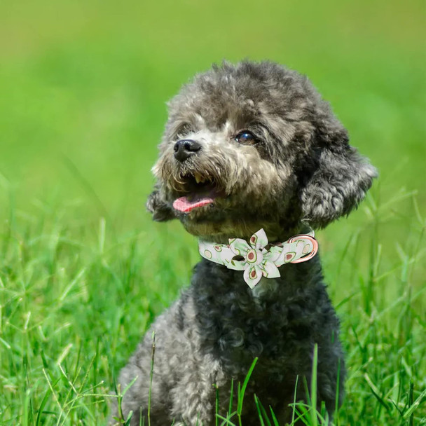 Girl Dog Collar And Leash Sets With Bow Tie, Dog Collar With Detachable Flower With Dog Tag Strong Gold Buckle For Small Medium Large Dogs