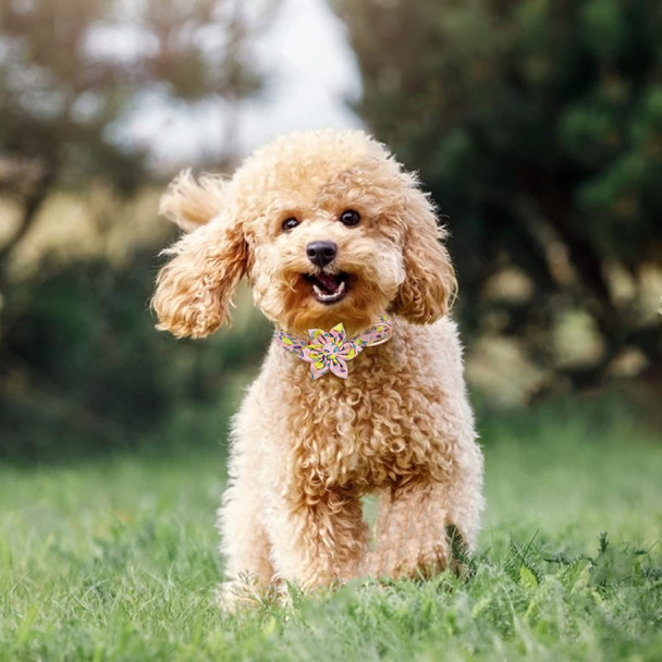 Girl Dog Collar And Leash Sets With Bow Tie, Dog Collar With Detachable Flower With Dog Tag Strong Gold Buckle For Small Medium Large Dogs