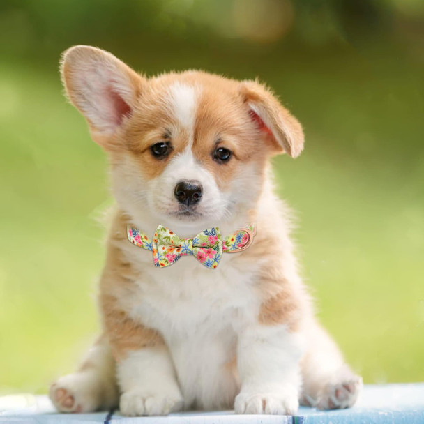 Girl Dog Collar And Leash Sets With Bow Tie, Dog Collar With Detachable Flower With Dog Tag Strong Gold Buckle For Small Medium Large Dogs