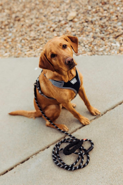 Ruff It Dog Harness & Leash Reflective Adjustable Padded Oxford Harness, Heavy Duty Easy Control Soft 5Ft Leash Small Orange