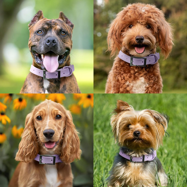 5 Pack Cloud Care Cat Steam Brush Kit - Spritz Defur Comb For Cats, Water Steam Brush For Dogs, Cloud Care Brush For Cats - Matted Fur Dematting Tool 5 Pack Cloud Care Cat Steam Brush Kit - Spritz Defur Comb For Cats, Water Steam Brush For Dogs, Cloud Care Brush For Cats - Matted Fur Dematting Tool