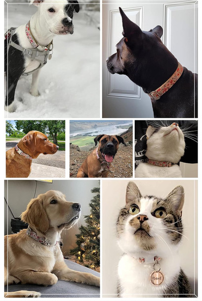 Pet Supplies, (Floral Collection) Cat Collar, Dog Collar, Cat Leash, Dog Leash, Small Dog Collar, Medium Dog Collar, Large Dog Collar (Summer Blooms Collar, M)